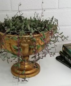 Copa 