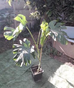 Monstera Deliciosa
