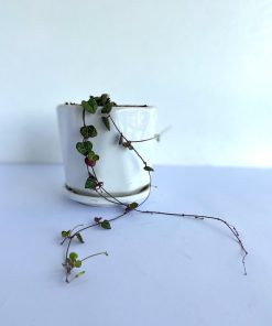 Ceropegia Woodii