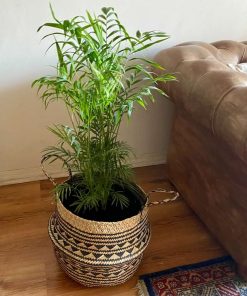 Palmera