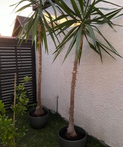 Par de Yucas
