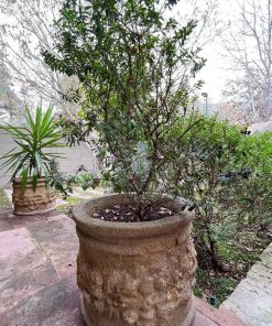 Par de Plantas