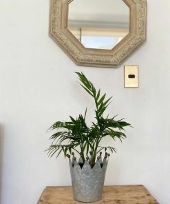 Palmera