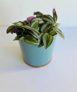 Planta