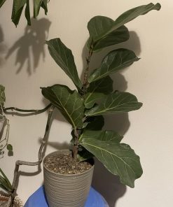 Ficus Lyrata
