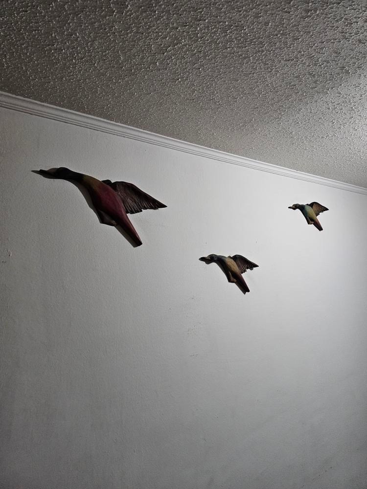 Set Patos