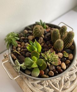 Suculentas y Cactus