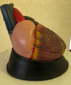 Corazón anatómico