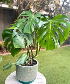 Monstera Deliciosa