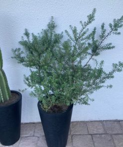 Westringia Blanca