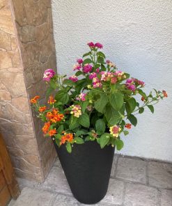 Lantana