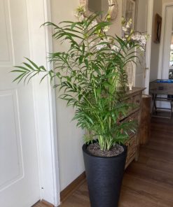 Chamaedorea elegans XL