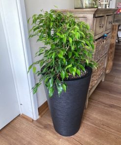 Ficus Bonsai en macetero