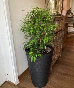Ficus Bonsai en macetero