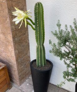 Cactus San Pedro