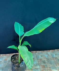 Musa paradisiaca/Platanero