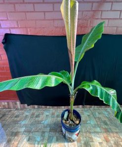 Musa paradisiaca/Platanero