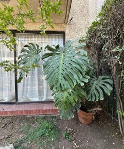 Monstera Deliciosa XXL