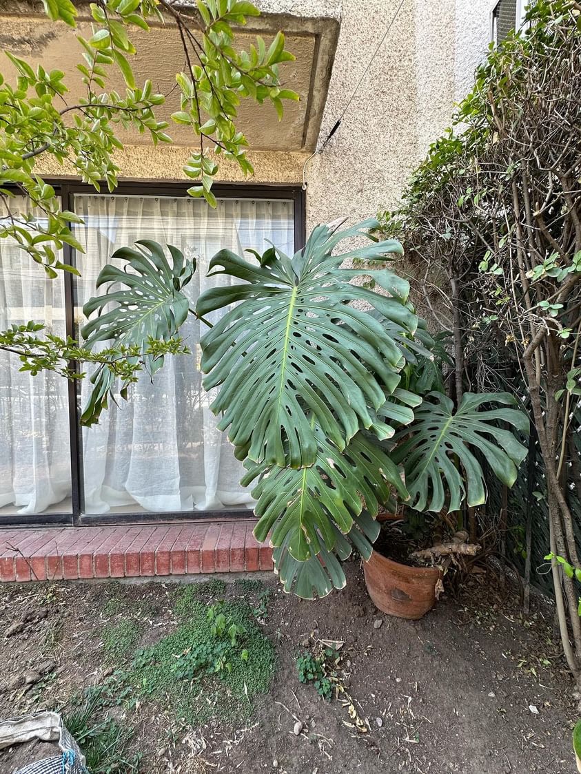 Monstera Deliciosa XXL - Matuttera