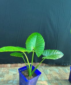 4 Mantos de Eva