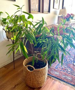 Ficus Ali