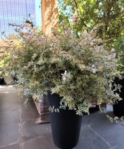 Abelia Variegada en macetero