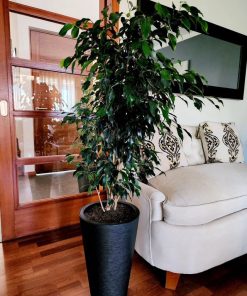 Ficus en macetero