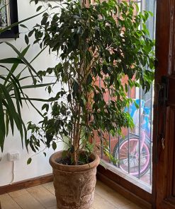 Ficus benjamina en macetero