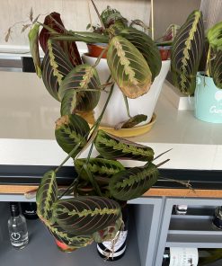 Maranta Leuconera tricolor