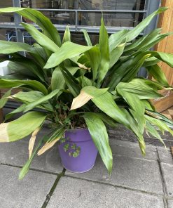 Aspidistra en macetero