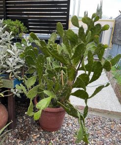 Cactus XXL