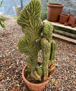 Cactus cerebro