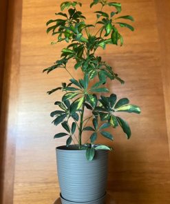 Schefflera en macetero