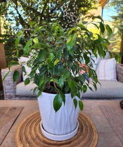 Ficus enano en macetero