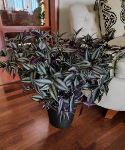 Tradescantia zebrina en macetero