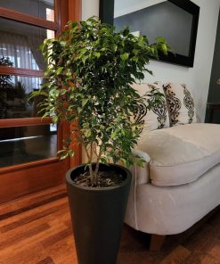 Ficus hoja enana en macetero