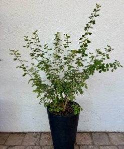 Rhus crenata