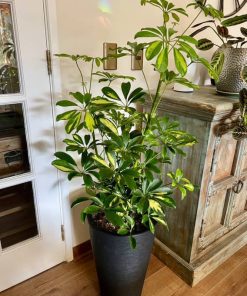 Schefflera en macetero