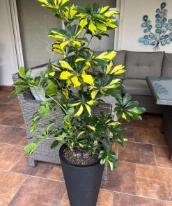 Schefflera en macetero