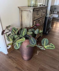 Maranta Leuconeura tricolor en macetero