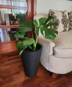 Monstera en macetero