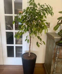 Ficus trenzado