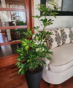 Schefflera en macetero