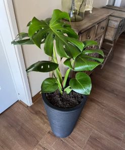 Monstera en macetero