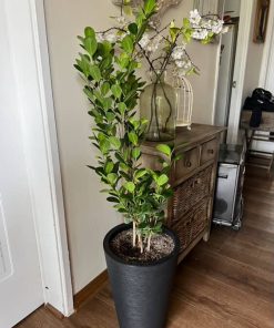 Ficus Moclame en macetero