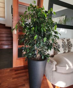 Ficus Benjamina en macetero