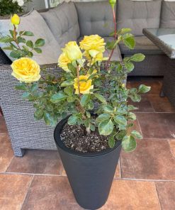 Rosal amarillo en macetero desmontable