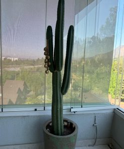 Cactus San Pedro