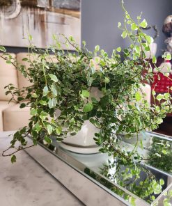 Ficus repens en macetero