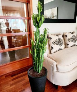Euphorbia en macetero desmontable